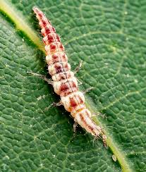Attēlu rezultāti vaicājumam “Chrysopidae larva”