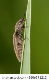 Attēlu rezultāti vaicājumam “Athous sp.”