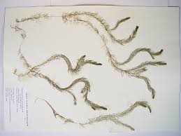 Attēlu rezultāti vaicājumam “Myriophyllum alterniflorum”