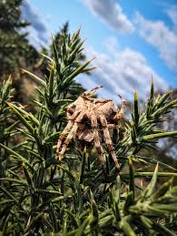 Attēlu rezultāti vaicājumam “Araneus angulatus”
