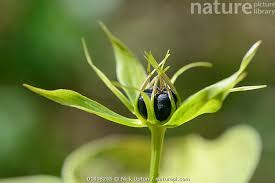 Attēlu rezultāti vaicājumam “Paris quadrifolia fruit”