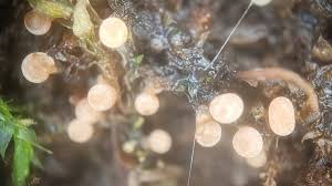 Attēlu rezultāti vaicājumam “Physarum viride var. incanum macro”