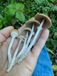 Attēlu rezultāti vaicājumam “Lamproderma gulielmae stalked”