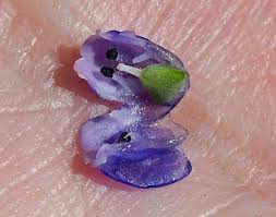 Attēlu rezultāti vaicājumam “Muscari botryoides flower”