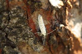 Attēlu rezultāti vaicājumam “Yponomeuta malinellus / cagnagella imago”