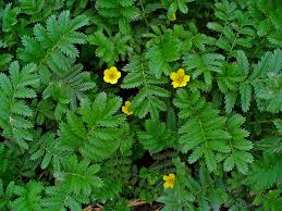 Attēlu rezultāti vaicājumam “Potentilla arenaria leaf”
