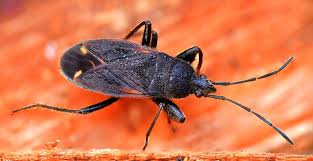 Attēlu rezultāti vaicājumam “Eremocoris plebejus”