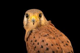 Attēlu rezultāti vaicājumam “Falco tinnunculus”