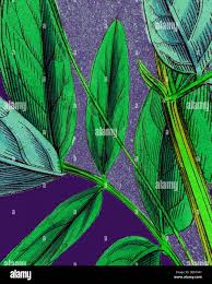 Attēlu rezultāti vaicājumam “Lathyrus niger leaf”