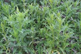 Attēlu rezultāti vaicājumam “Cirsium x rigens leaf”