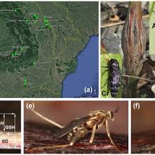 Attēlu rezultāti vaicājumam “Lasioptera rubi larva”