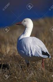 Image result for Anser caerulescens
