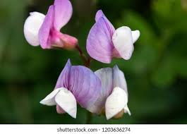 Attēlu rezultāti vaicājumam “Lathyrus palustris flower”