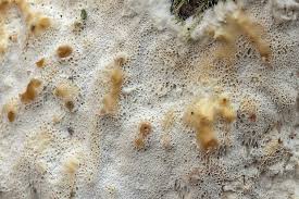 Attēlu rezultāti vaicājumam “Antrodia gossypium”