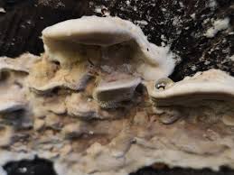 Attēlu rezultāti vaicājumam “Hydnocristella himantia”