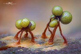 Attēlu rezultāti vaicājumam “Cribraria vulgaris macro”