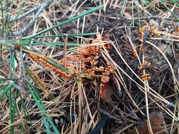 Attēlu rezultāti vaicājumam “Trichia sp.”