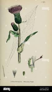 Attēlu rezultāti vaicājumam “Cirsium heterophyllum leaf”