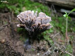 Attēlu rezultāti vaicājumam “Thelephora palmata”