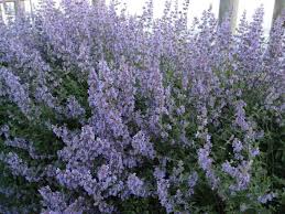 Image result for Katzenminze