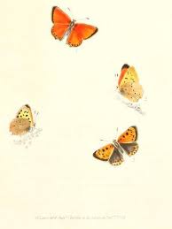 Attēlu rezultāti vaicājumam “Lycaena virgaureae underside”
