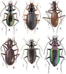 Attēlu rezultāti vaicājumam “Nebria livida”