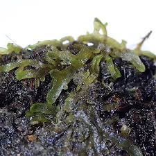 Attēlu rezultāti vaicājumam “Riccardia incurvata”