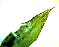 Attēlu rezultāti vaicājumam “Funariales”