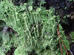 Attēlu rezultāti vaicājumam “Cladonia fimbriata”