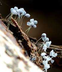 Attēlu rezultāti vaicājumam “Badhamia flavoglauca spores”