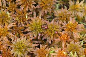 Attēlu rezultāti vaicājumam “Sphagnum girgensohnii”