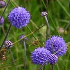 Image result for Succisa pratensis