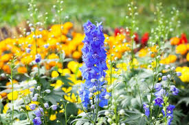 Image result for Delphinium