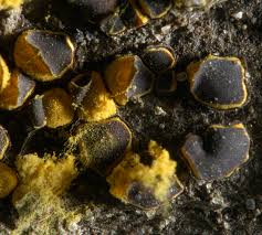 Attēlu rezultāti vaicājumam “Perichaena depressa”