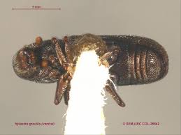 Attēlu rezultāti vaicājumam “Hylastes sp.”