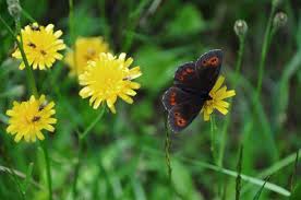 Attēlu rezultāti vaicājumam “Erebia ligea”
