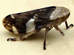 Attēlu rezultāti vaicājumam “Philaenus spumarius”