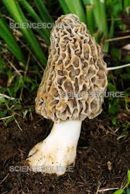 Attēlu rezultāti vaicājumam “Morchella sp.”