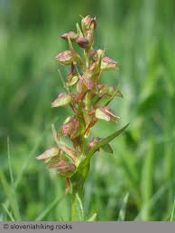 Attēlu rezultāti vaicājumam “Coeloglossum viride flower”