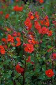 Image result for Alonsoa liniflora