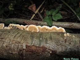 Attēlu rezultāti vaicājumam “Plicatura nivea”