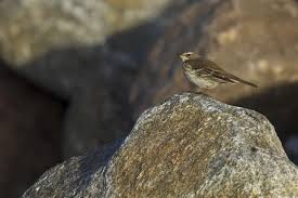 Image result for Anthus spinoletta