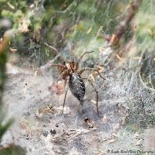 Attēlu rezultāti vaicājumam “Agelena labyrinthica”
