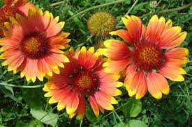 Image result for Gaillardia