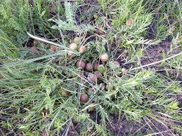 Attēlu rezultāti vaicājumam “Astragalus danicus fruit”