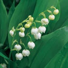 Attēlu rezultāti vaicājumam “Convallaria majalis flower”