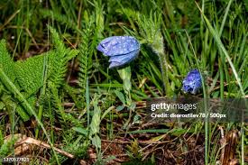 Attēlu rezultāti vaicājumam “Pulsatilla pratensis bud”