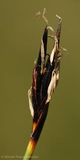 Attēlu rezultāti vaicājumam “Schoenus ferrugineus bud”