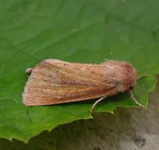 Attēlu rezultāti vaicājumam “Chortodes fluxa”