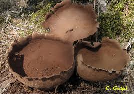 Attēlu rezultāti vaicājumam “Calvatia utriformis”